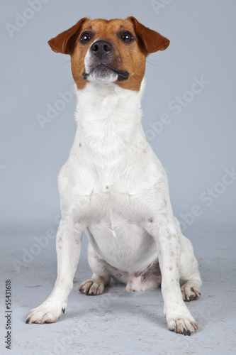 Obraz na plátne Jack russell terrier dog white with brown spots isolated against