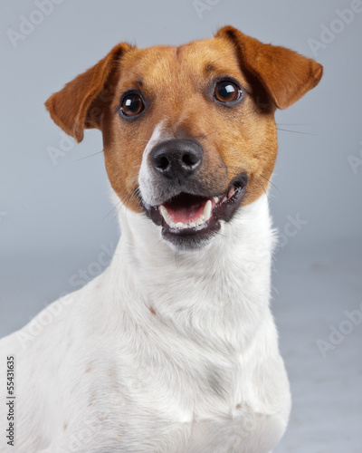 Jack russell terrier dog white with brown spots isolated against © ysbrandcosijn