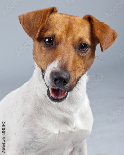 Jack russell terrier dog white with brown spots isolated against