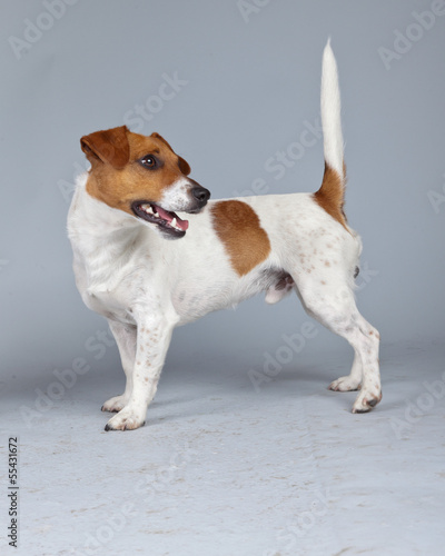 Jack russell terrier dog white with brown spots isolated against