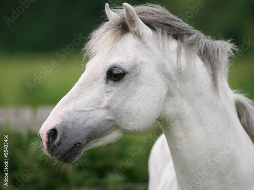 Grey Horse Head Shot