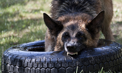 German shepherd photo