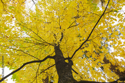 maple leaves on the tree