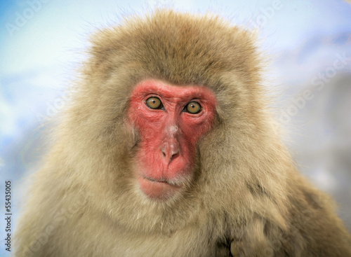 Fotografie Japanese macaque gaze