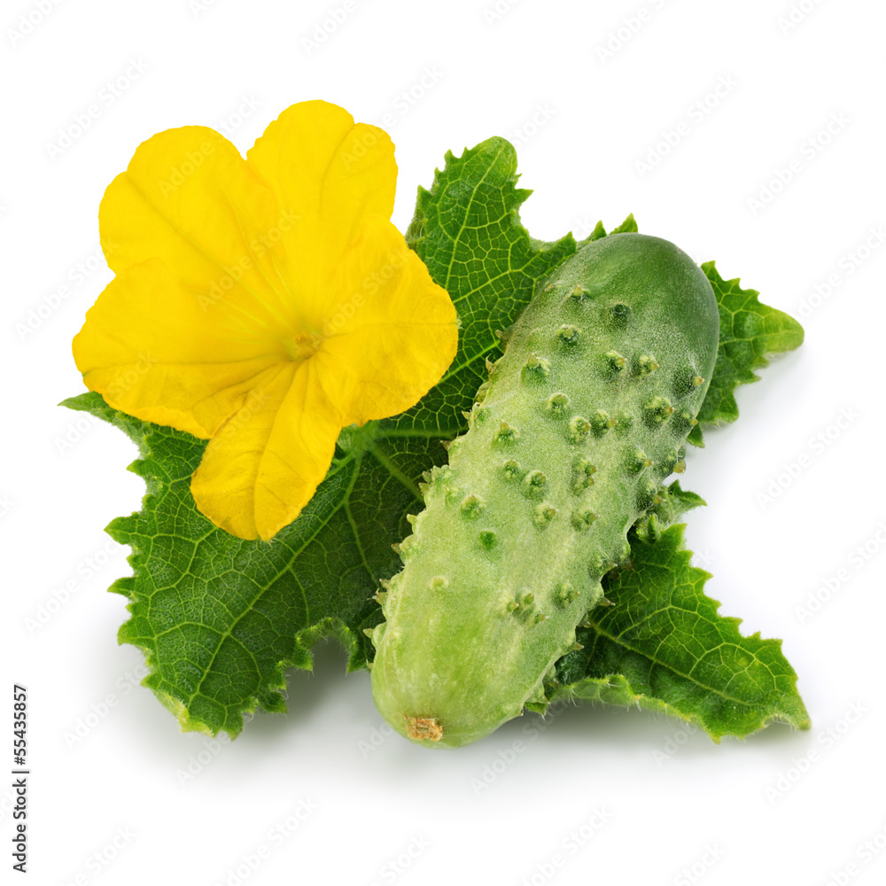 Cucumber Cucumber