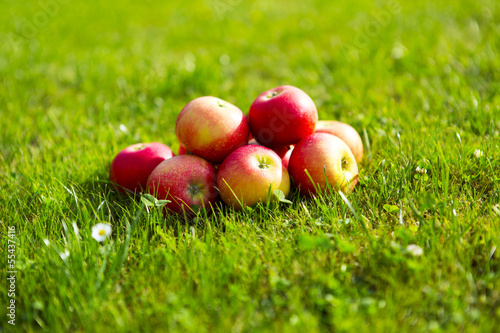 Äpfel im Gras