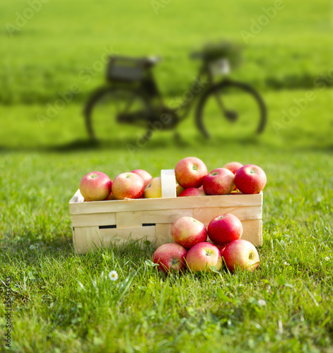 Apfelkorb im Garten