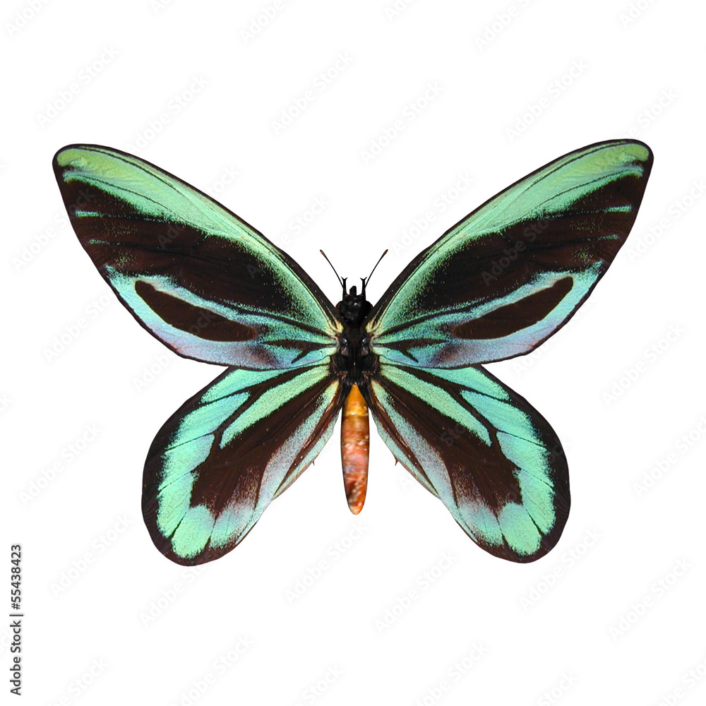 Fototapeta premium Queen Alexandra's Birdwing