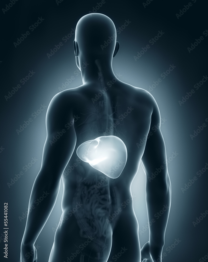Male liver anatomy posterior view Male liver anatomy posterior view
