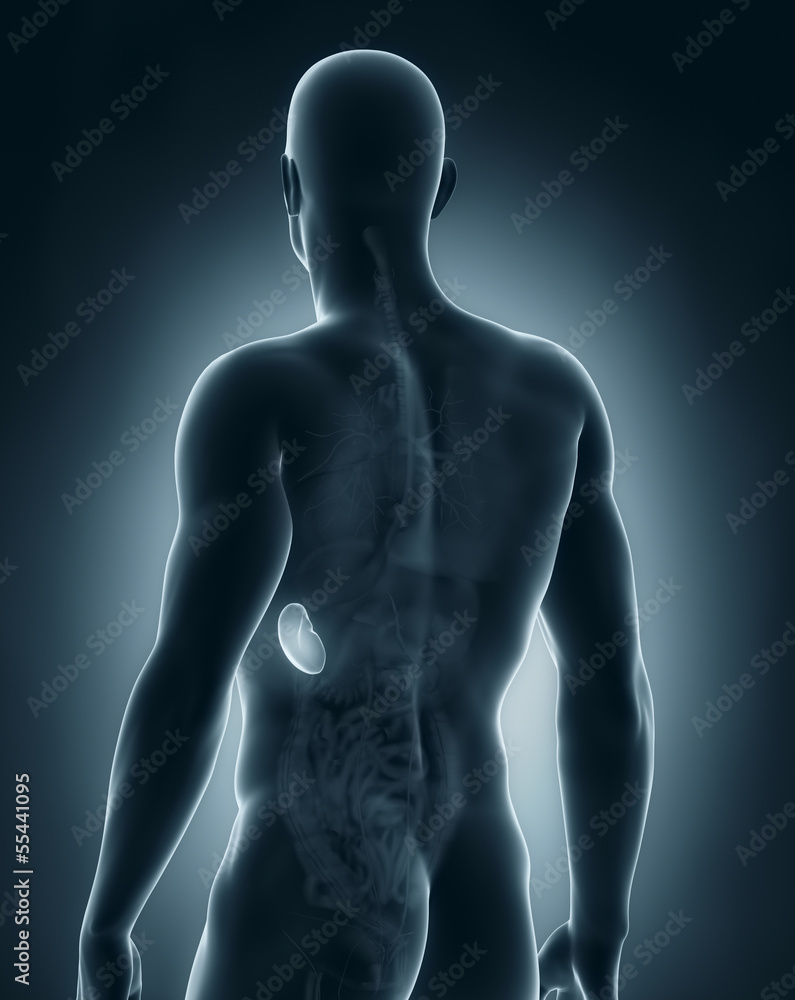 Male spleen anatomy posterior view