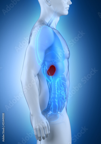Male spleen anatomy lateral view photo