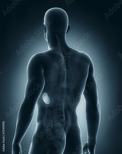 Male spleen anatomy posterior view photo