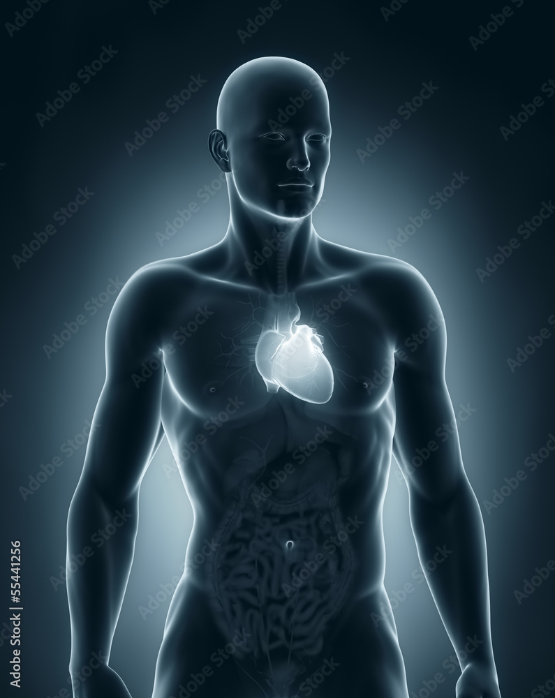 Man heart anatomy anterior view Man heart anatomy anterior view