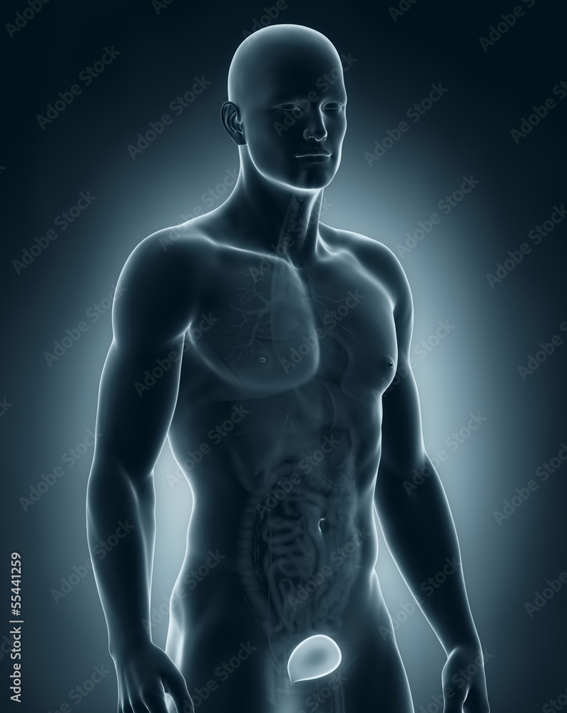 Man bladder anatomy