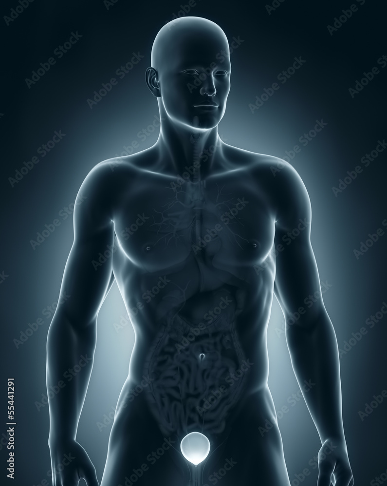 Man bladder frontal anatomy Man bladder frontal anatomy