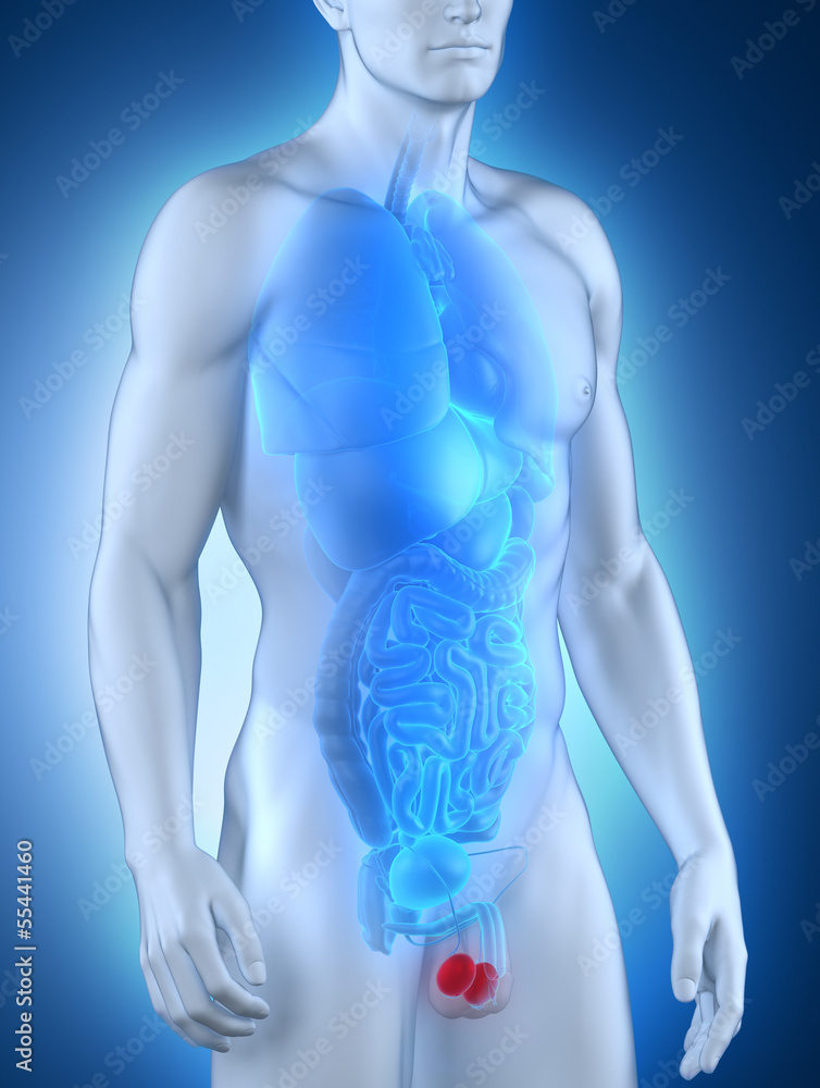 Male testes anatomy anterior view Male testes anatomy anterior view
