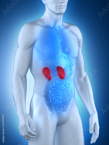 Male kidney aanatomy anterior view