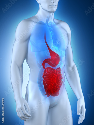 Male digestive system anatomy anterior view