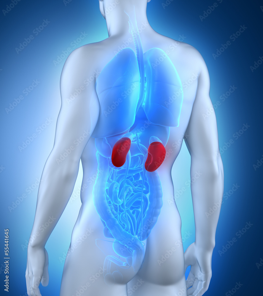 Male kidney anatomy posterior view Stock Illustration Adobe Stock