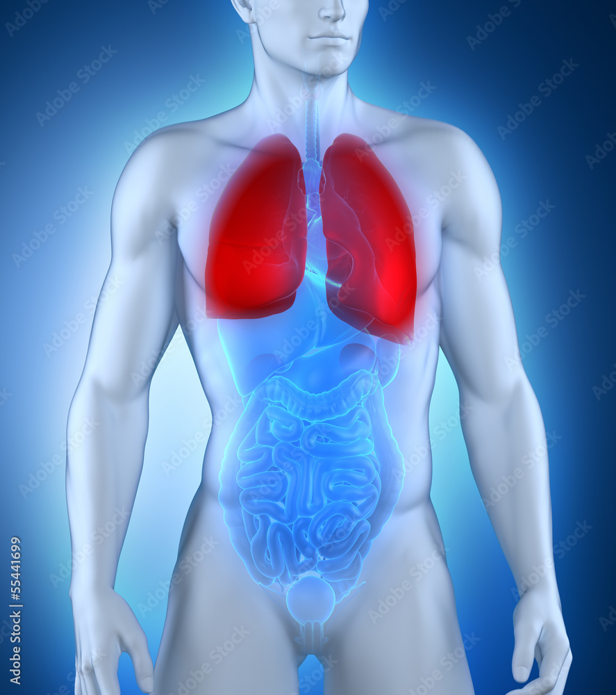 Male lungs anatomy Male lungs anatomy
