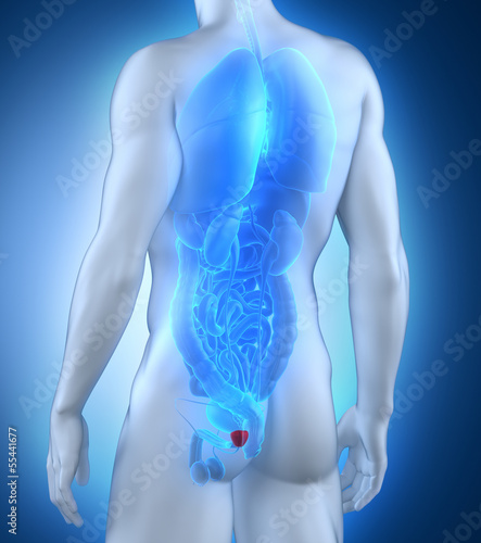 Male prostate anatomy posterior view photo