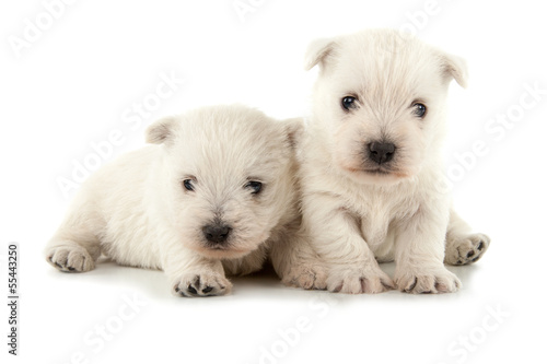 West Highland White Terrier puppies