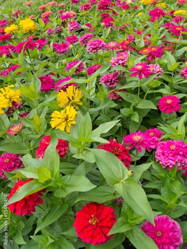 colorful flower