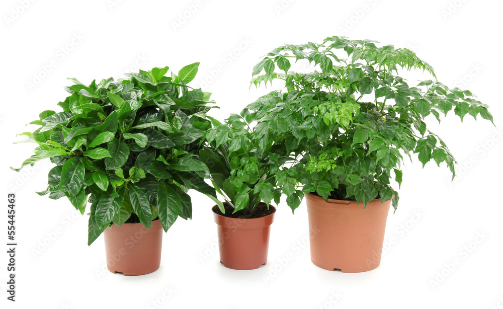 Beautiful flowers in pots isolated on white Beautiful flowers in pots isolated on white