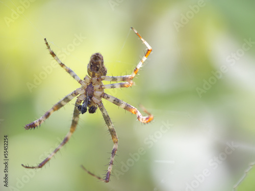 Spider Araneus