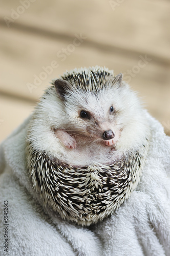 african pygmy hedgehog photo