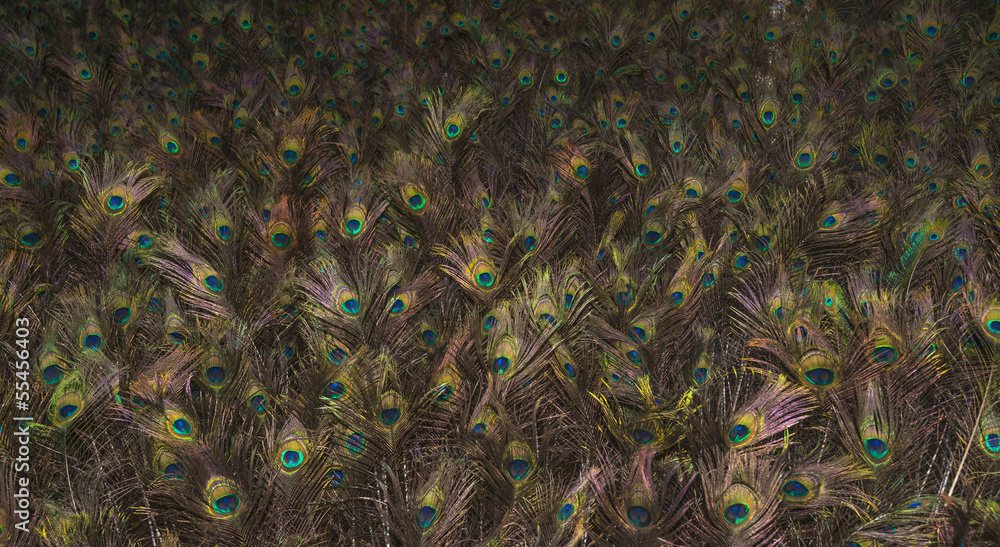 Obraz premium Multitude of peacock feathers glowing in the dark