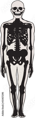 scheletro umano