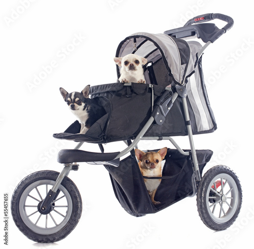 chihuahuas in pushchair