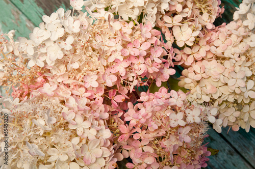 pink hydrangea floral fragment © elen31