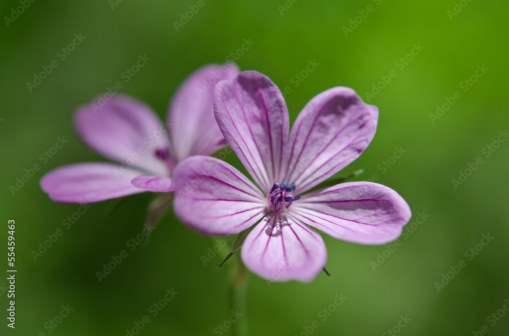 Beautiful purple flower Beautiful purple flower