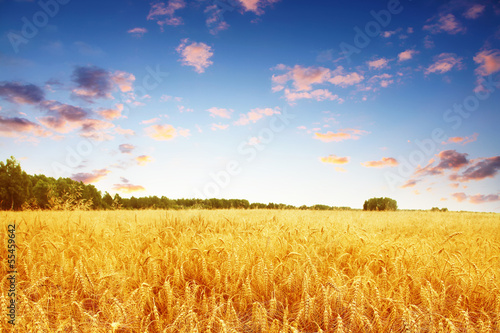 Wheat field and colorful sunset. Fototapet