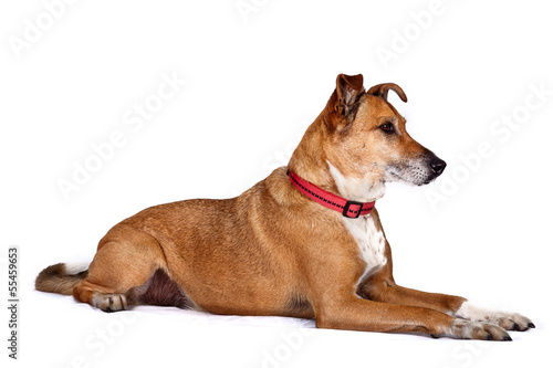 Portrait of Observant dog