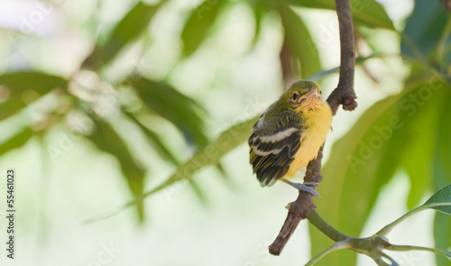 Flapper Striped Tit-Babbler In nature. photo