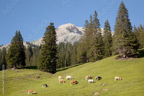 cows grazing in the mountains of the italian dolomites