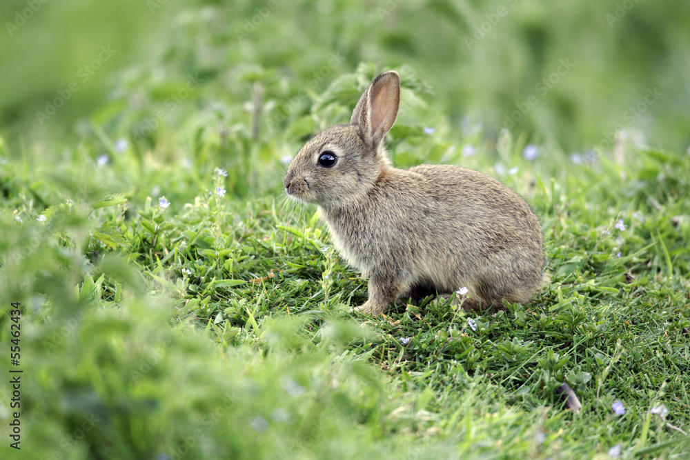 Fototapeta premium Rabbit, Oryctolagus cuniculus