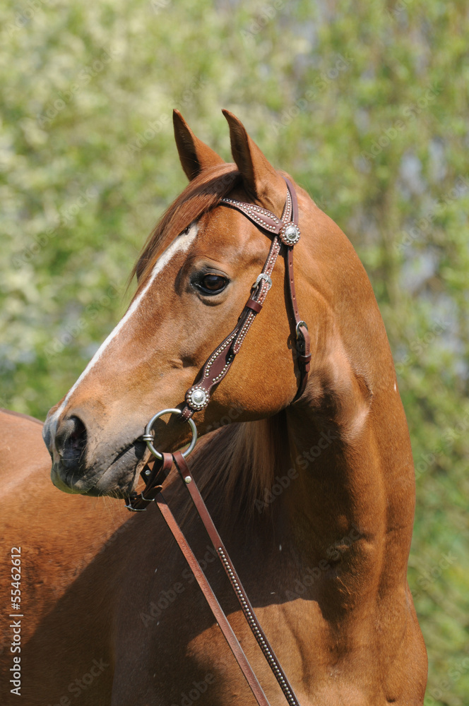 Fototapeta premium Quarter Horse Stute