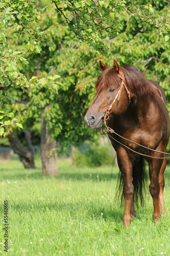 Quarter Horse Hengst