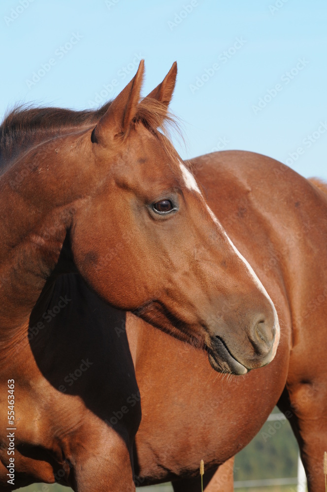 Obraz premium Quarter Horse Stute