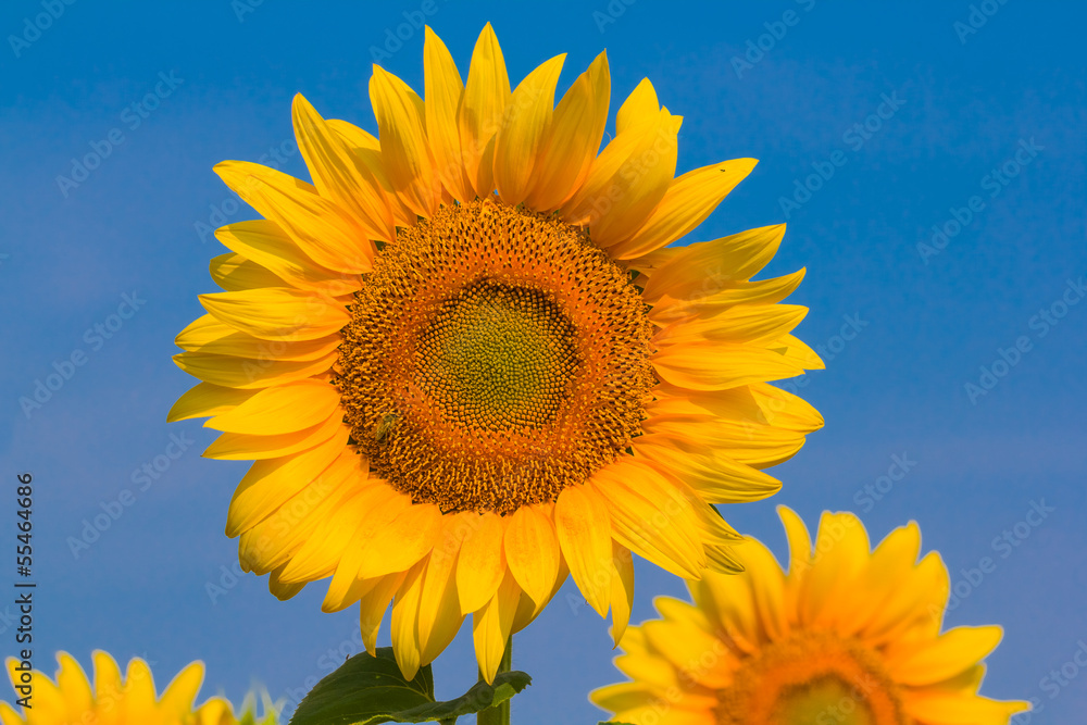 closeup sunflowers on a blue sky background closeup sunflowers on a blue sky background