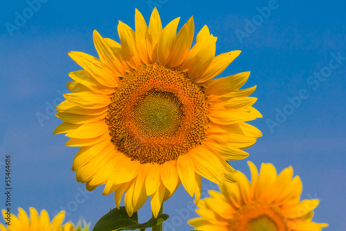 closeup sunflowers on a blue sky background
