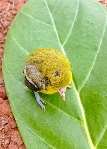 Flapper Striped Tit-Babbler In nature. photo