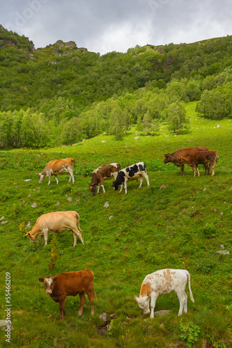 cattle herd on a mountain pasture © Yuriy Kulik
