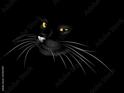 Black cat in the dark