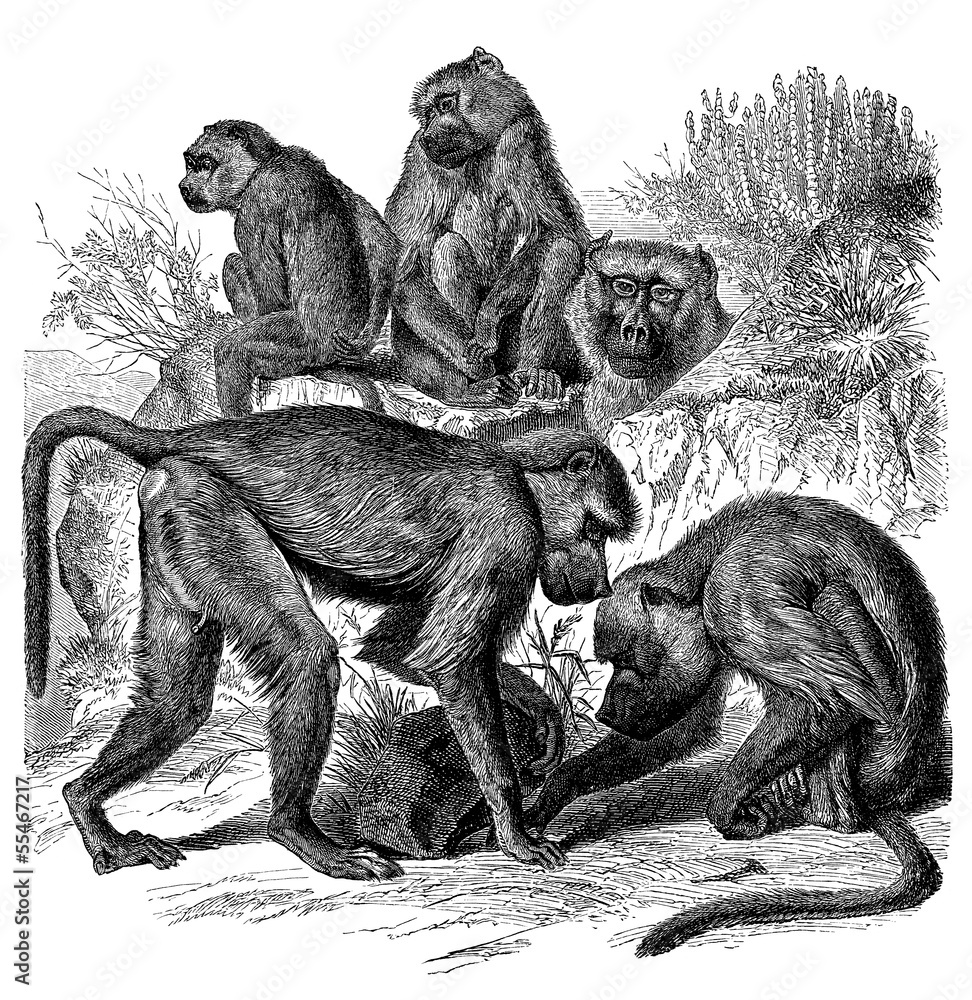 Fototapeta premium Babuin Monkey - Cynocephalus Babuin - Babouin