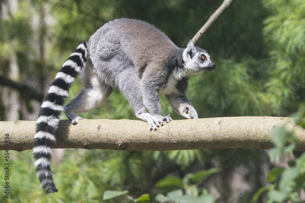 Fototapeta premium Ring-tailed lemur
